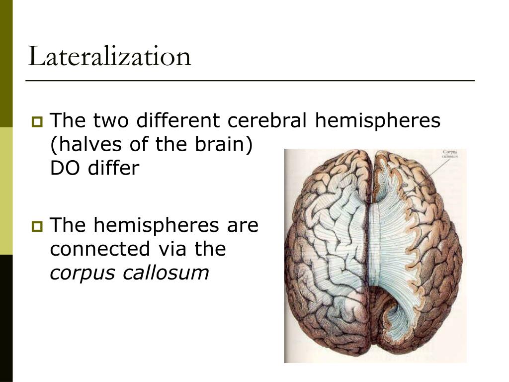 Hemispheric Specialization I PowerPoint Presentation, free ... Biology Diagrams