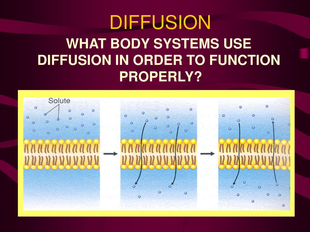 Diffusion Whole Body In Italia PPT - COMPARATIVE ANATOMY PowerPoint Presentation, free download - ID