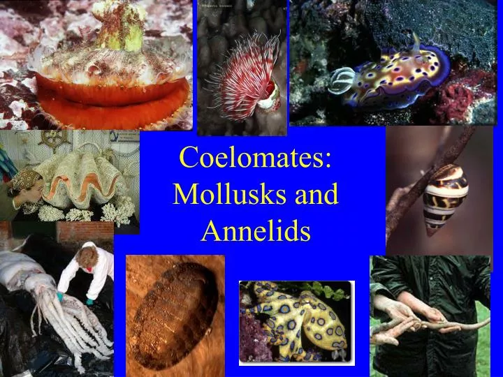 Chapter 27: Mollusks and Annelids - [PPT Powerpoint]