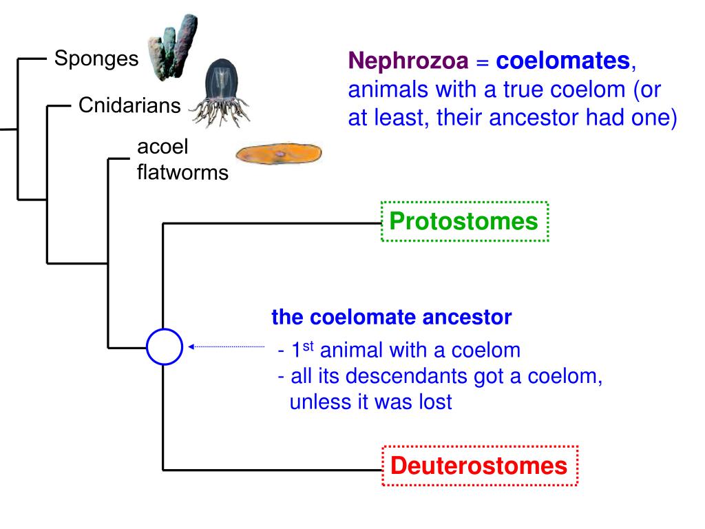 Platyhelminthes protostome. Az Acoelomate és a Coelomate közötti különbség - A Különbség Köztük