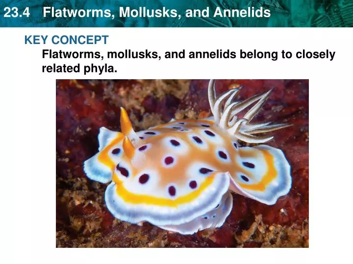 PPT - KEY CONCEPT Flatworms, mollusks, and annelids belong to closely
