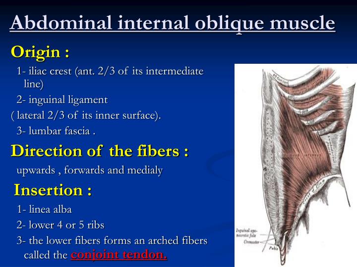 PPT - Anterior abdominal wall PowerPoint Presentation - ID:5490246