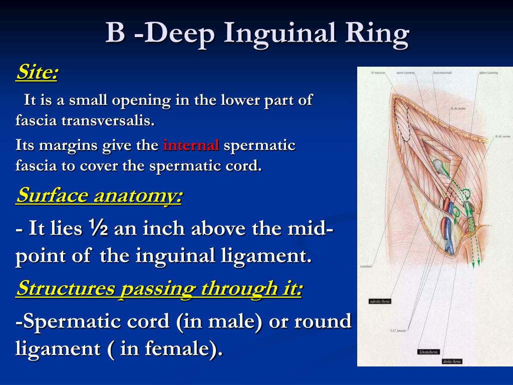 A Trivia Quiz On Abdominal Wall & Inguinal Canal! - Trivia & Questions