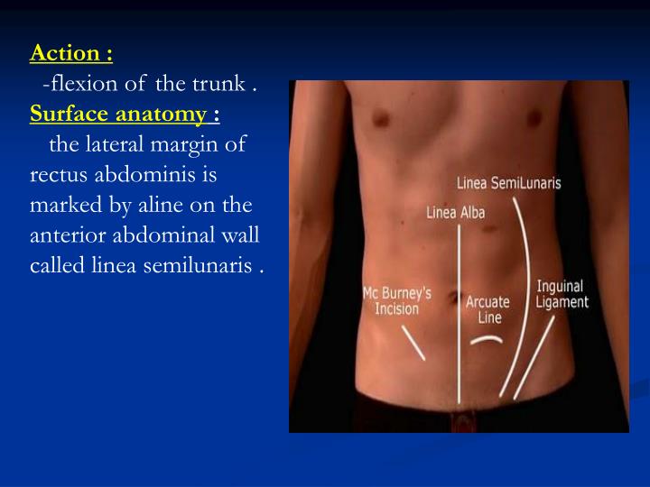 PPT - Anterior abdominal wall PowerPoint Presentation - ID:5490246