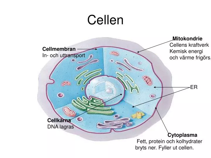 PPT Cellen PowerPoint Presentation Free Download ID 5490357 PPT Cellen PowerPoint Presentation Free Download ID 5490357