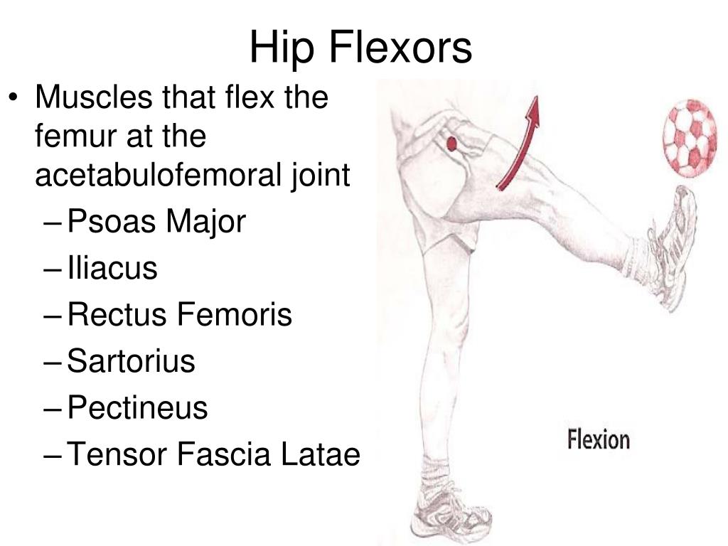 Learn hip. Hip Flexors. Hip Flexor muscles. Hip Flexors (PSOAS, Tensor fascia Latae, iliacus, and rectus femoris). Hip extensor.