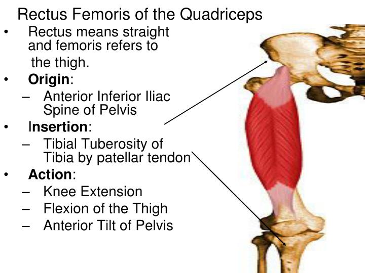 Origin And Insertion Of Hamstrings - Gibson Jiwatrisna