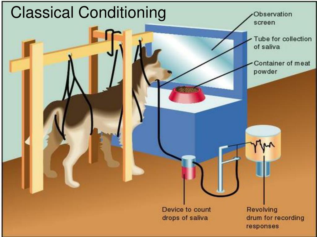 classical-conditioning-gcse-psychology-wikia-fandom-powered-by-wikia