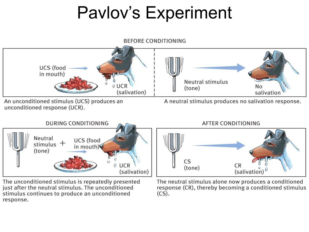 pavlov psychology pavlov psychology