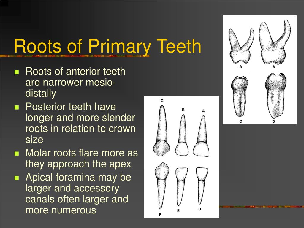 Ppt Anatomy Of Primary Teeth Powerpoint Presentation Free Download