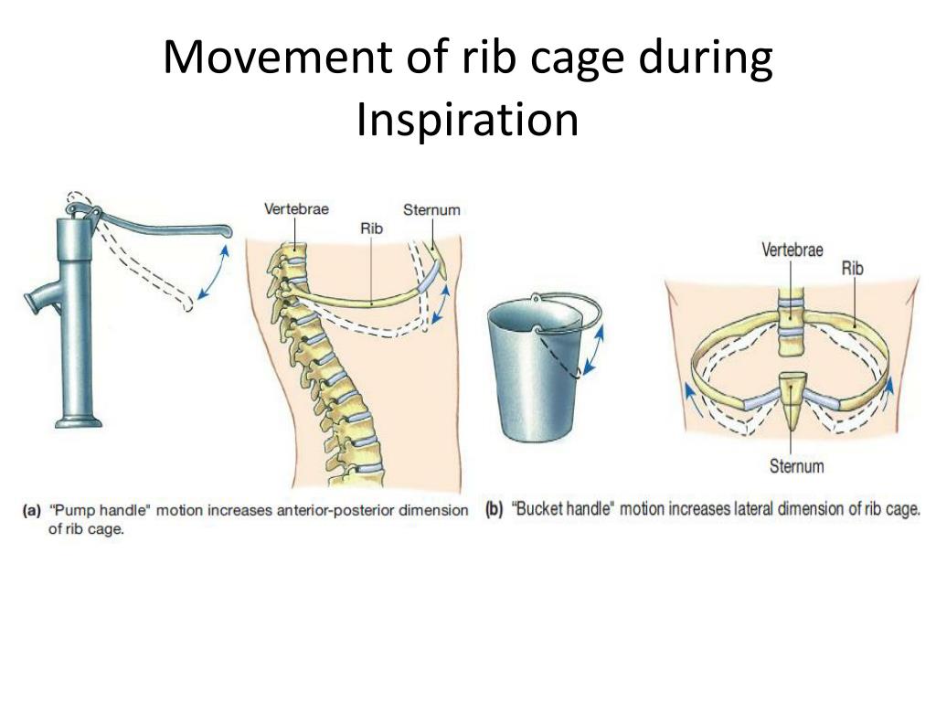 PPT Respiratory Physiology PowerPoint Presentation, free download