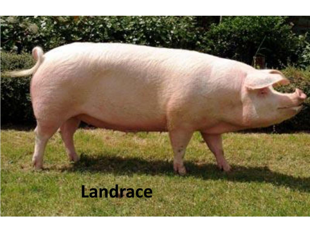 Куплю свинину живым. Ландрас (порода свиней) породы свиней. Свинья ландрас. Свиная порода ландрас. Порода свиней ландрас вес.