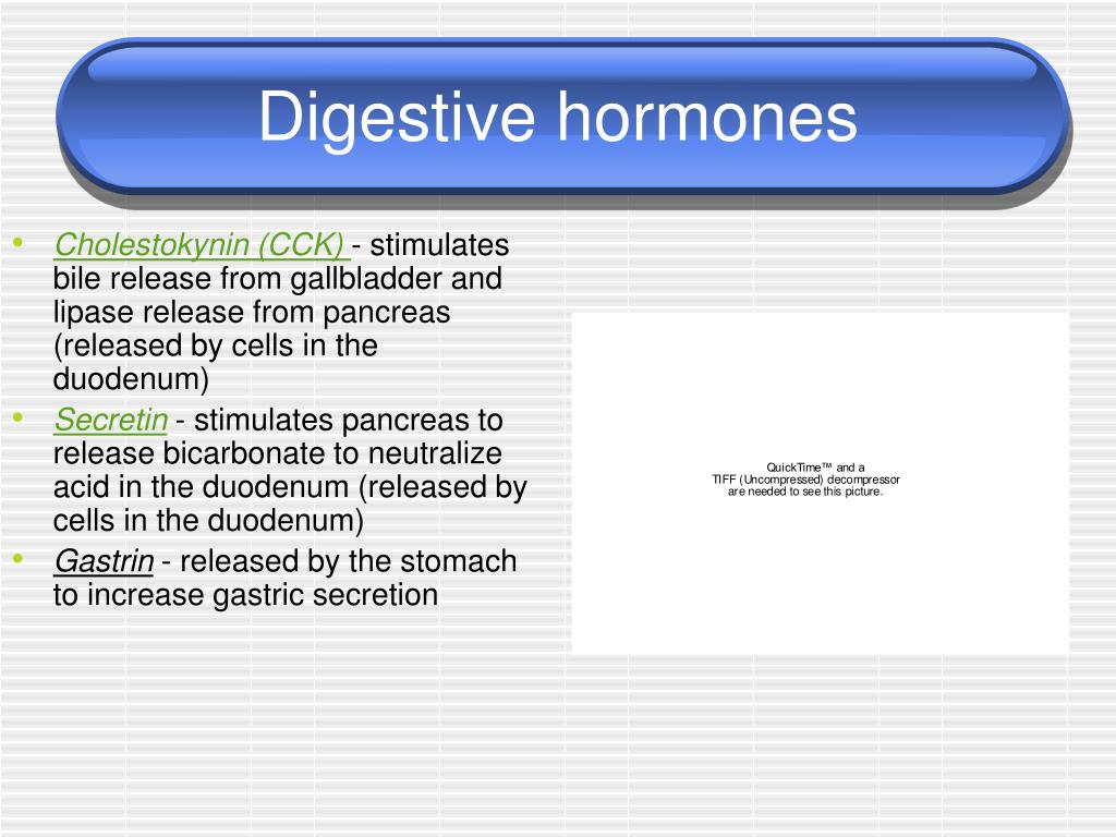 PPT - Digestion PowerPoint Presentation, free download - ID:5493033