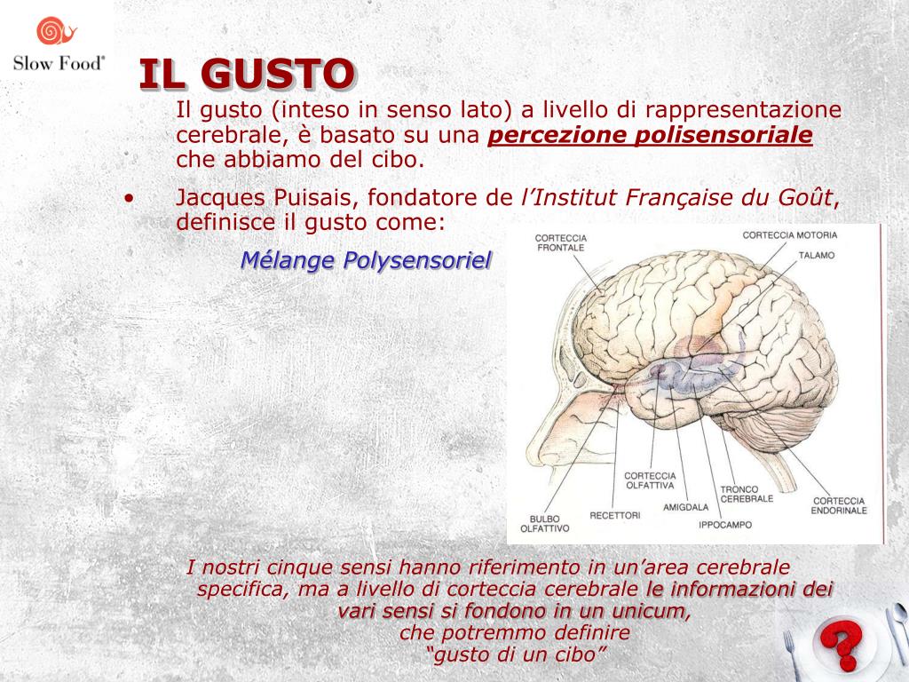PPT LA GRAMMATICA DEL GUSTO PowerPoint Presentation, free download