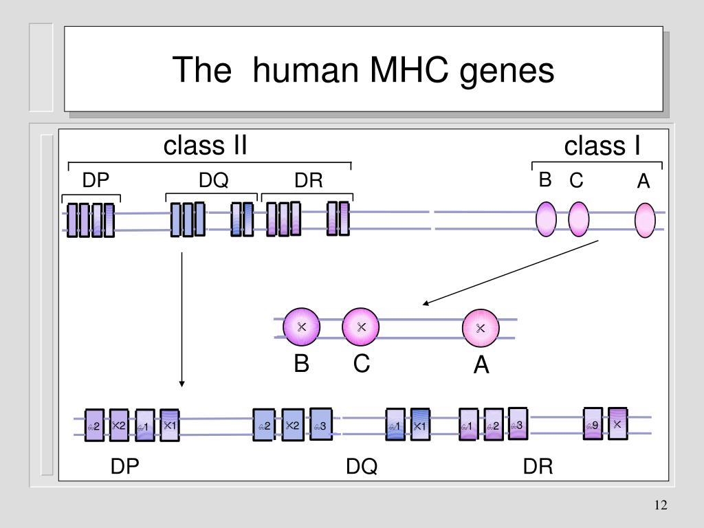 Mhc v13 схема