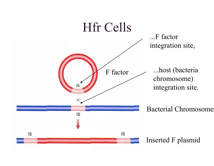 PPT Arabidopsis Experiments PowerPoint Presentation