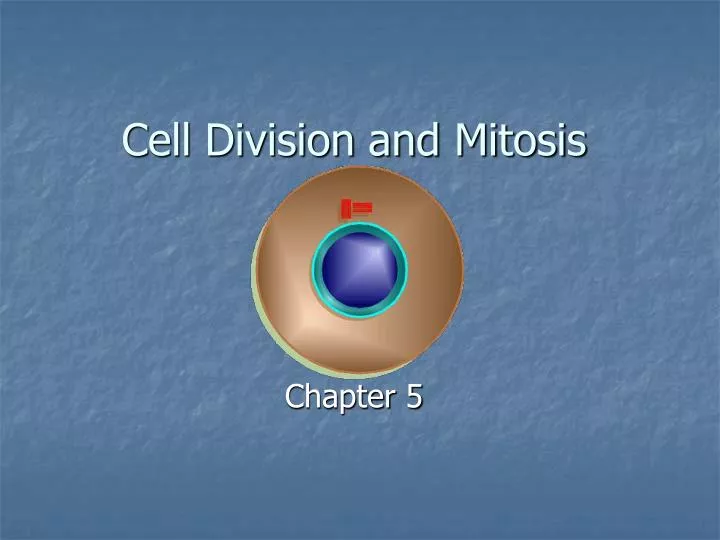 cell division and mitosis n.