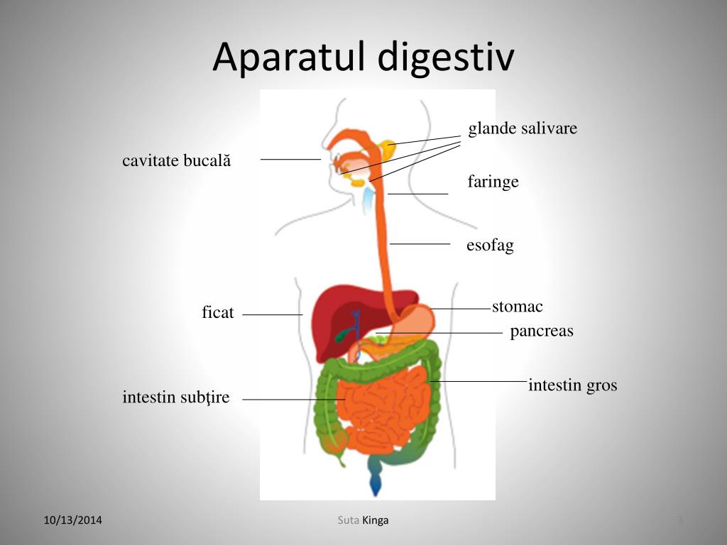 PPT - Sistemul digestiv la mamifere PowerPoint Presentation, free ...