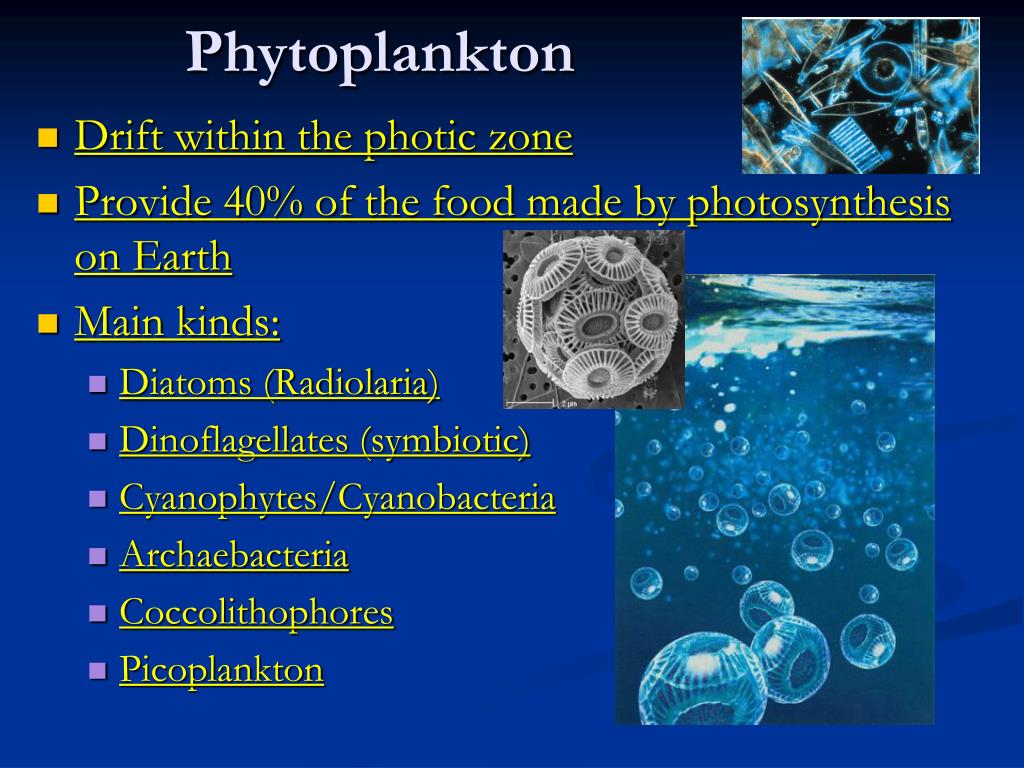PPT - Planktonic Organisms PowerPoint Presentation, free ...