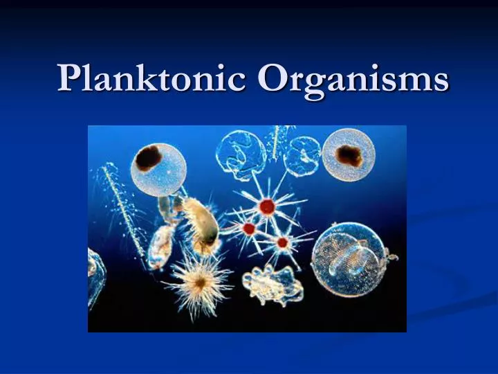 PPT Planktonic Organisms PowerPoint Presentation Free Download ID ppt-planktonic-organisms-powerpoint-presentation-free-download-id