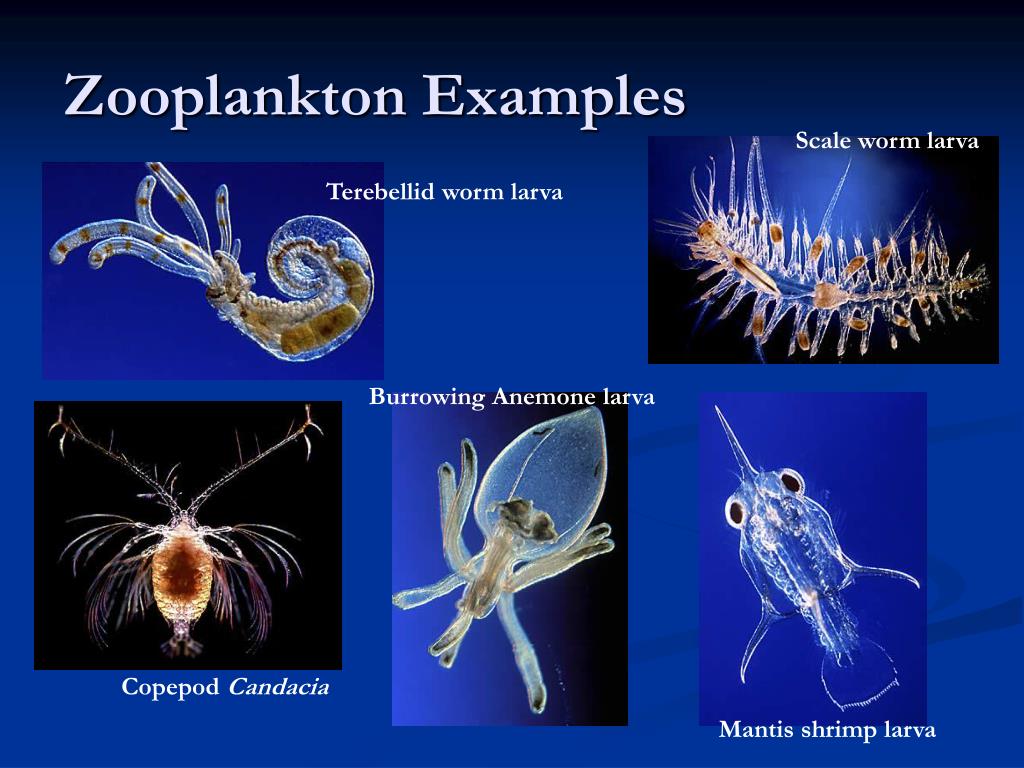 PPT Planktonic Organisms PowerPoint Presentation free 
