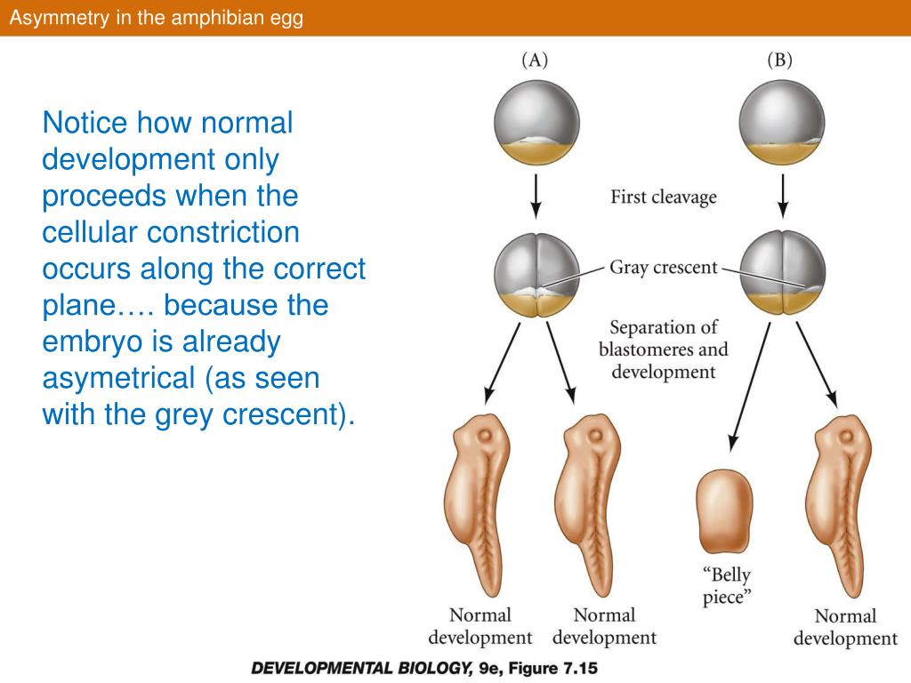 grey crescent in humans blastopore grey crescent in humans blastopore