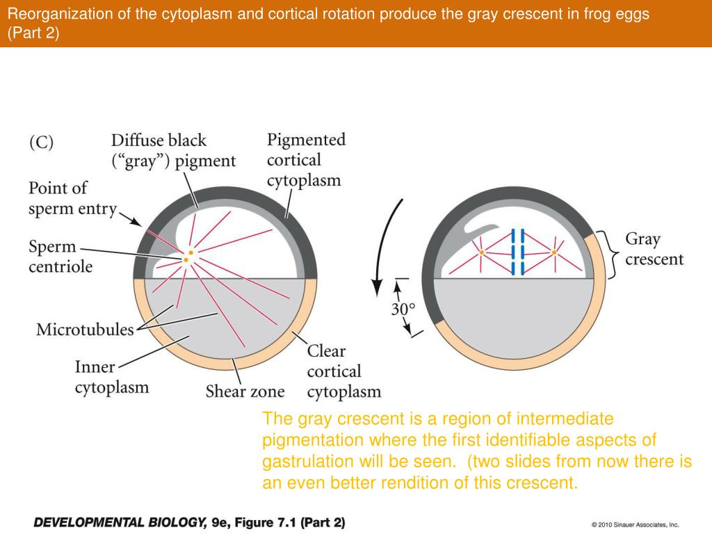 grey crescent in humans blastopore grey crescent in humans blastopore