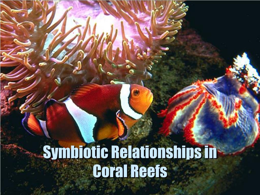 Ppt Symbiotic Relationships In Coral Reefs Powerpoint Presentation Free Download Id