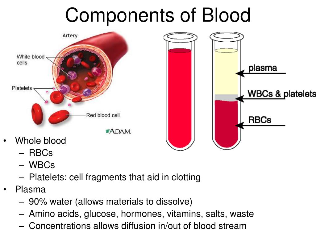 Ppt Blood Powerpoint Presentation Free Download Id5503787