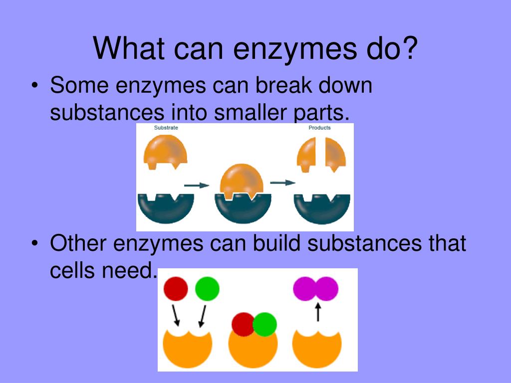 PPT Enzymes PowerPoint Presentation, free download ID5505181