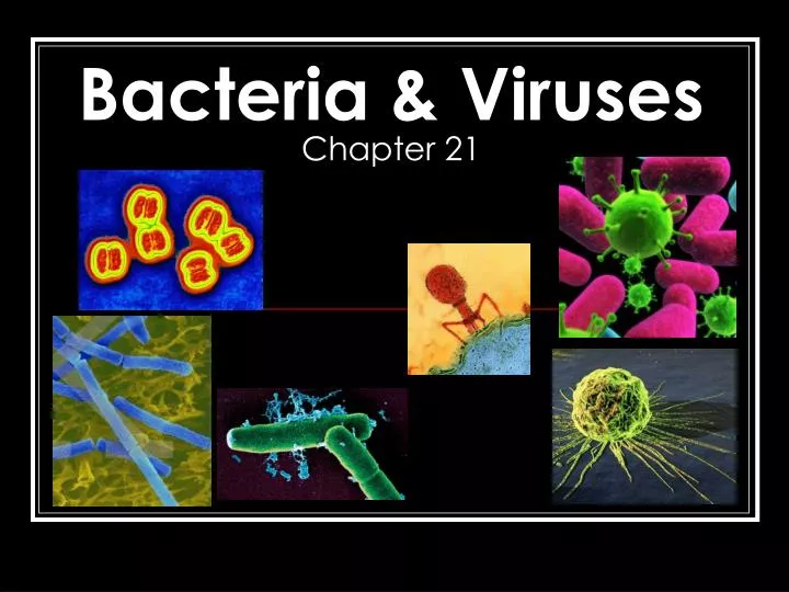 PPT - Bacteria & Viruses Chapter 21 PowerPoint Presentation, free