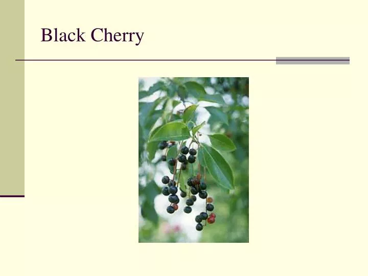 black cherry n.