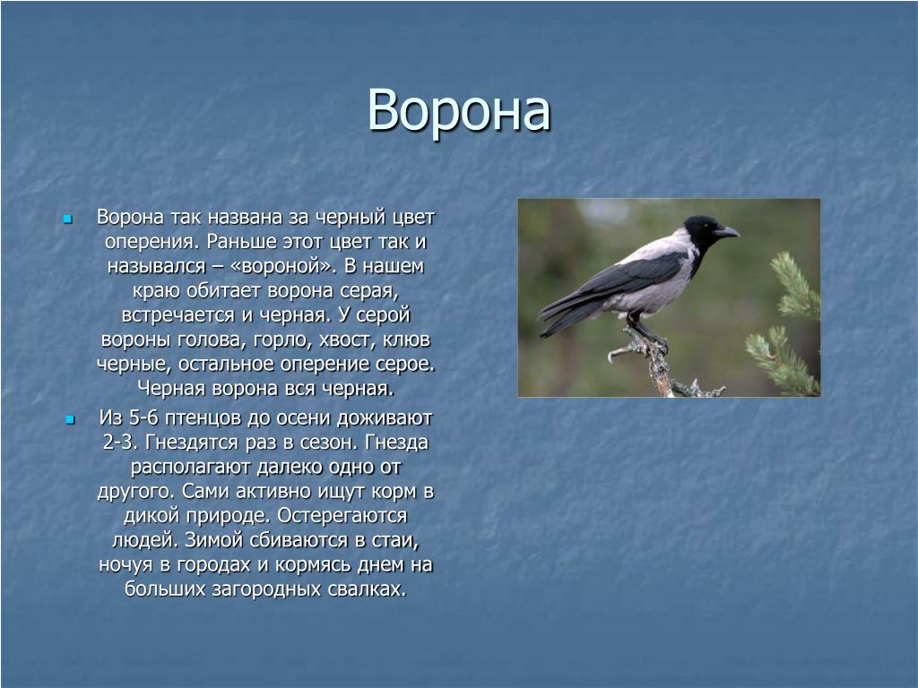 Текст сравнение птиц размер и цвет. Ворона описание. Описание о вороне. Описание вороны. Доклад о вороне.