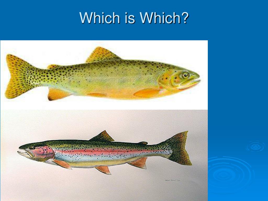 PPT - The difference between Cutthroat and Rainbow trout PowerPoint  Presentation - ID:5509555