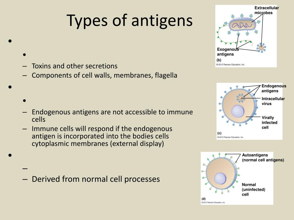 PPT Adaptive Immune System Chapter 16 PowerPoint Presentation, free