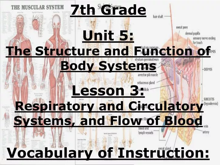 Ppt 7th Grade Unit 5 The Structure And Function Of Body Systems Lesson 3 Powerpoint