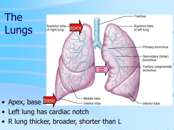 Apex Anatomy Anatomy Reading Source