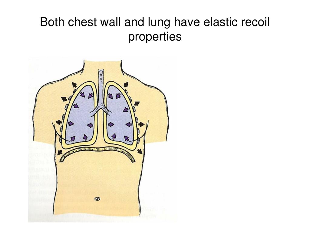 PPT The Respiratory System PowerPoint Presentation, free download