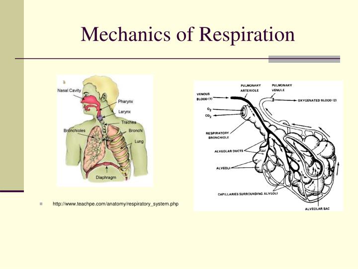 mechanics of respiration Human respiratory system - the mechanics of breathing: overview of the mechanics of respiration encyclopædia britannica, inc the lung–chest system. mechanics of respiration Human respiratory system - the mechanics of breathing: overview of the mechanics of respiration encyclopædia britannica, inc the lung–chest system.
