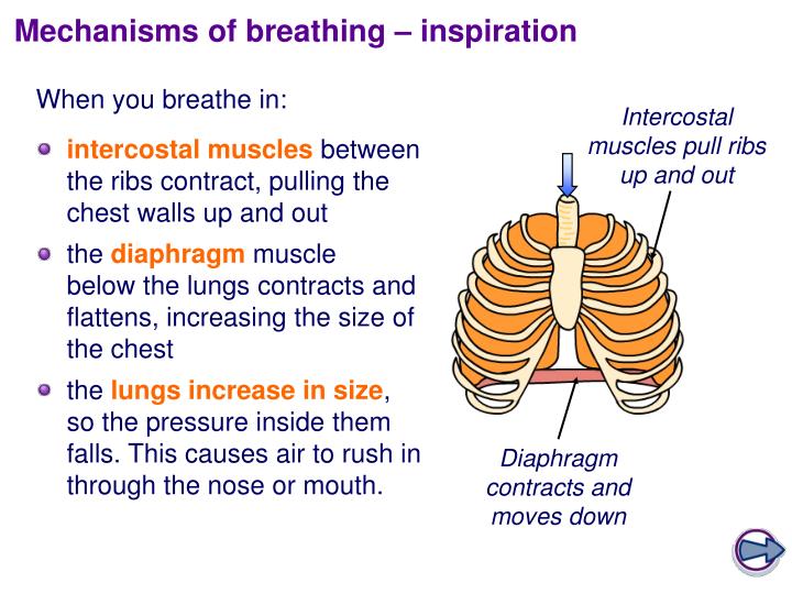 PPT - The Respiratory System PowerPoint Presentation - ID:5511432