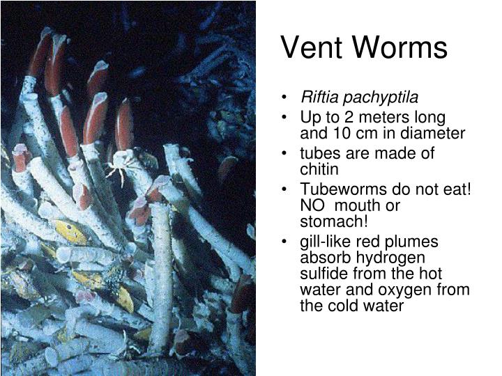 PPT - HYDROTHERMAL VENTS PowerPoint Presentation - ID:5511693