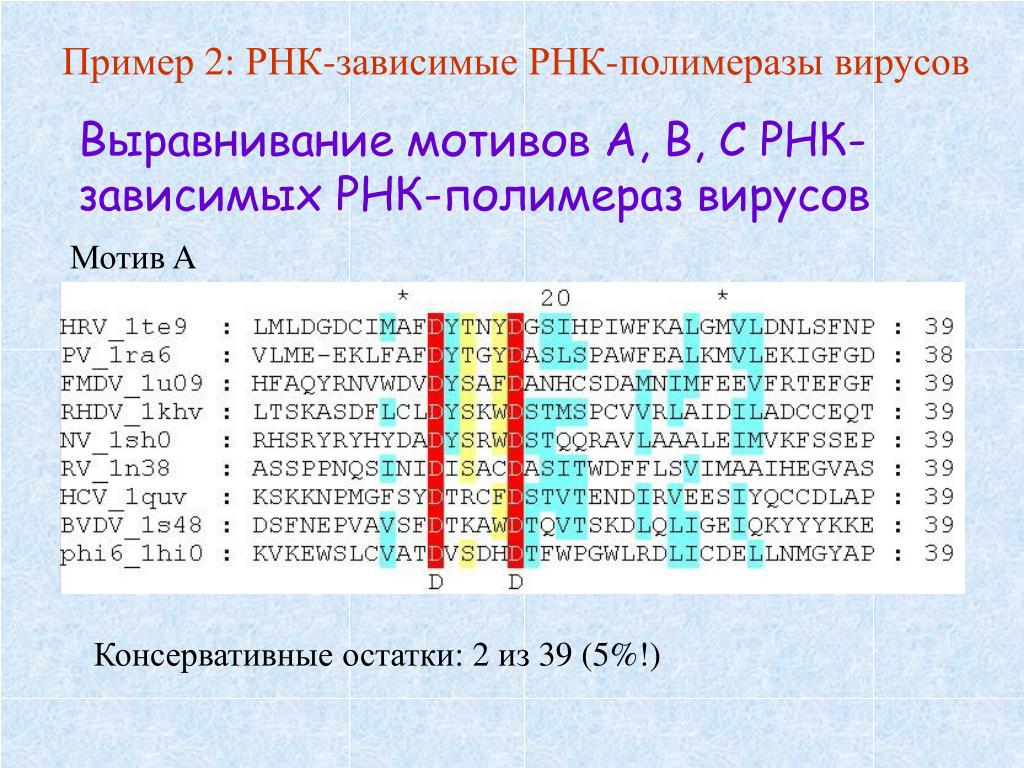 Примеры рнк. РНК зависимая РНК полимераза. ДНК зависимые РНК полимеразы. ДНК-зависимая РНК-полимераза. Выравнивание последовательностей пример.