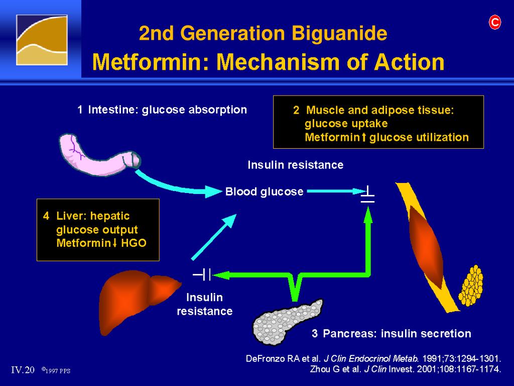 can metformin affect liver enzymes