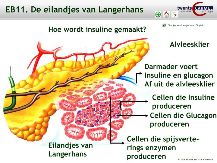 PPT - T7. Regeling en gedrag PowerPoint Presentation - ID:5514609