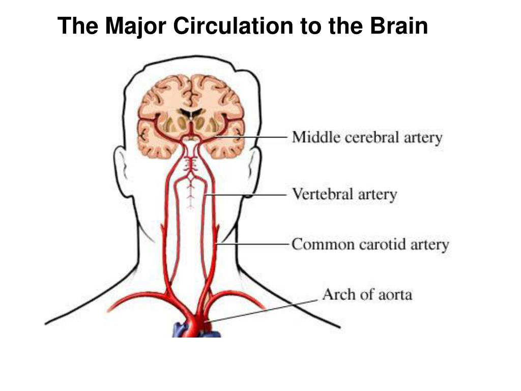 Сонная артерия где на руке. Артерии головного мозга. Сонная артерия в головном мозге. Артерии питающие мозг. Основные артерии головного мозга.