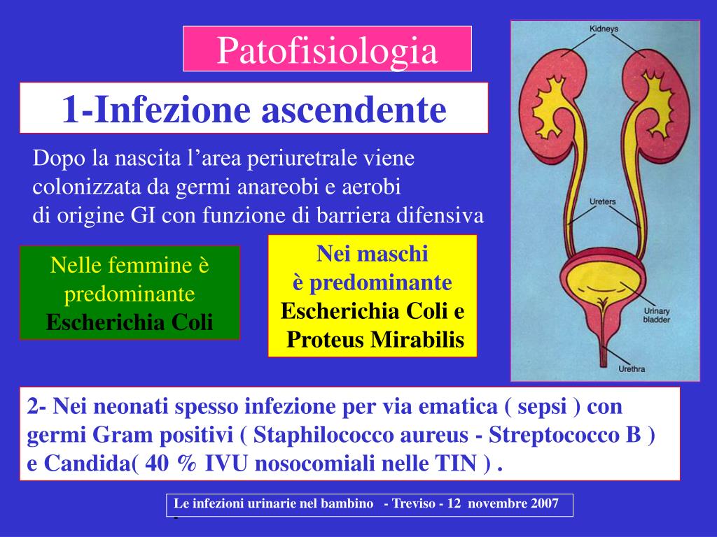 PPT Le infezioni urinarie nel bambino PowerPoint Presentation, free
