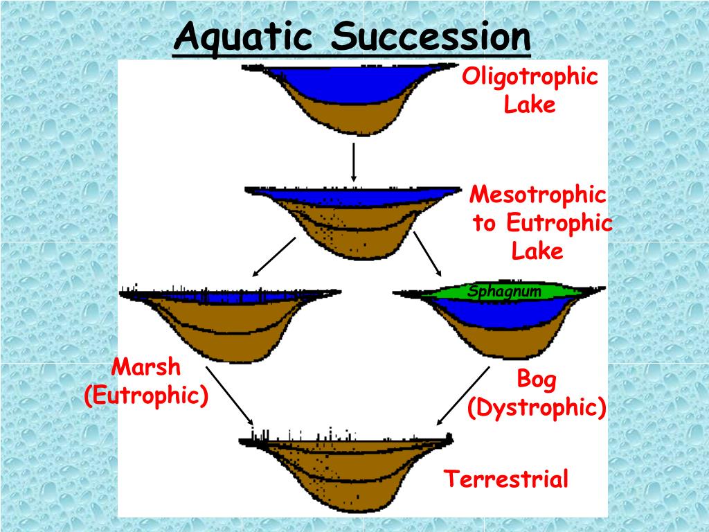 PPT - UNDERC HABITATS (terrestrial & aquatic) PowerPoint ...
