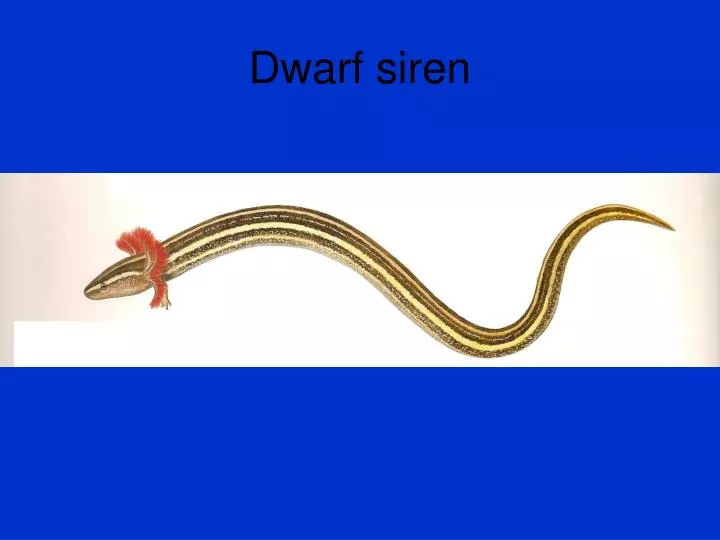dwarf siren n.