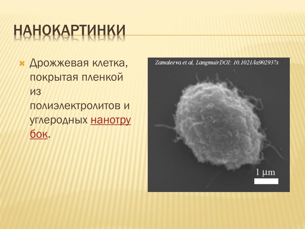 Каждую клетку покрывает. Дрожжеподобные клетки. Дрожжевые клетки. Лес углеродных нанотрубок. Чья клетка покрыта хитином.