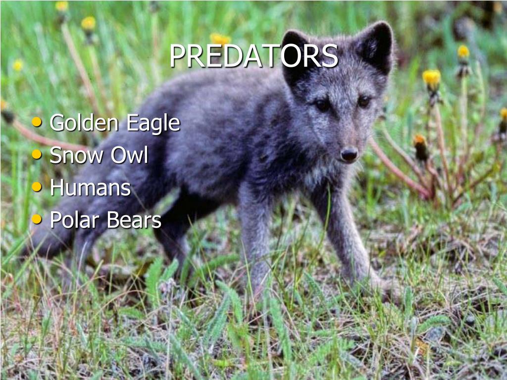 arctic fox vs bird predator prey